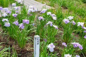 万葉公園高松分園。花しょうぶ、6月夏の花、愛知県一宮市の観光・撮影スポットの画像と写真
