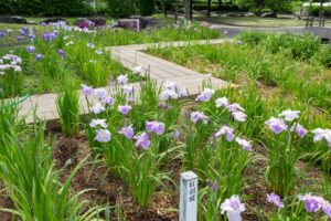 万葉公園高松分園。花しょうぶ、6月夏の花、愛知県一宮市の観光・撮影スポットの画像と写真