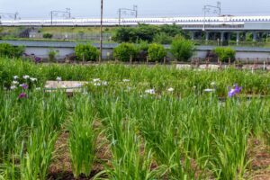 万葉公園高松分園。花しょうぶ、6月夏の花、愛知県一宮市の観光・撮影スポットの画像と写真