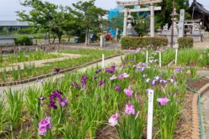万葉公園高松分園。花しょうぶ、6月夏の花、愛知県一宮市の観光・撮影スポットの画像と写真