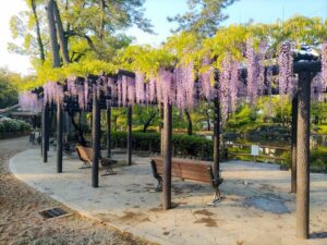 中村公園、藤、名古屋城、5月の夏の花。名古屋市中村区の観光・撮影スポットの画像と写真