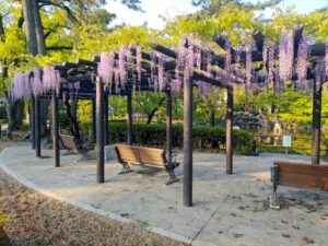 中村公園、藤、名古屋城、5月の夏の花。名古屋市中村区の観光・撮影スポットの画像と写真