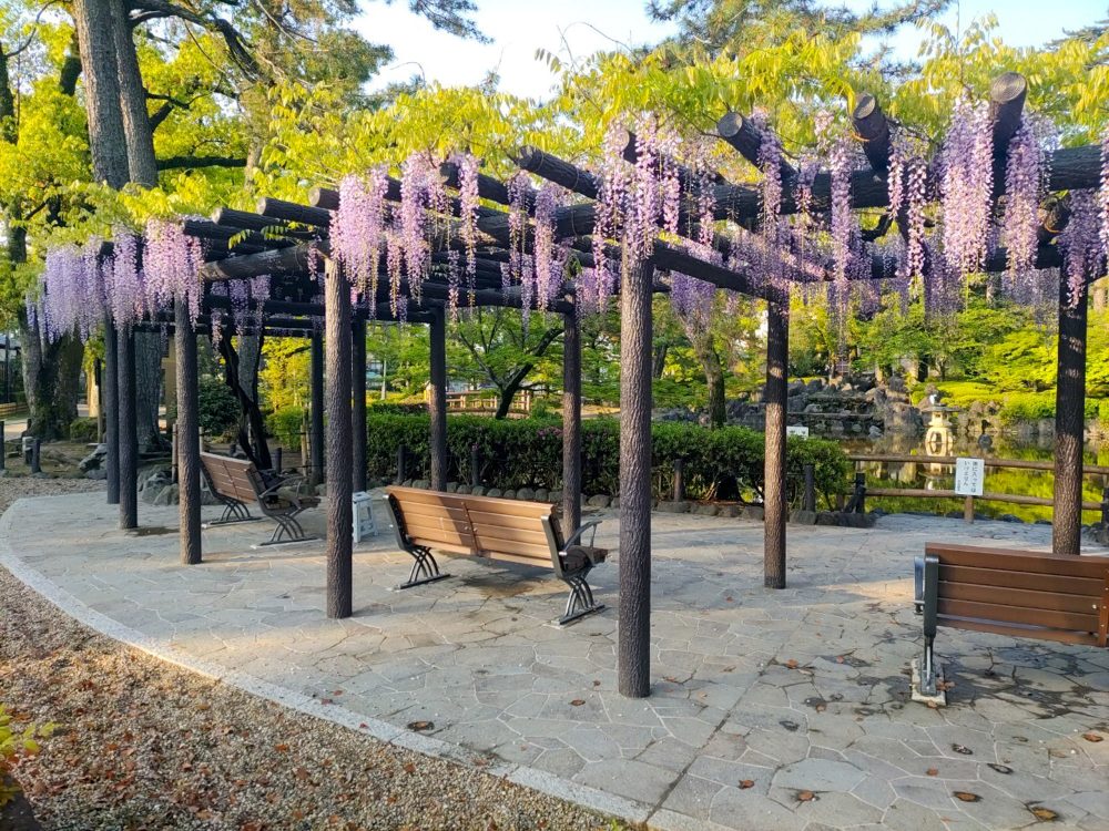 中村公園、藤、名古屋城、5月の夏の花。名古屋市中村区の観光・撮影スポットの画像と写真