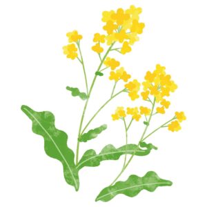 菜の花イラスト