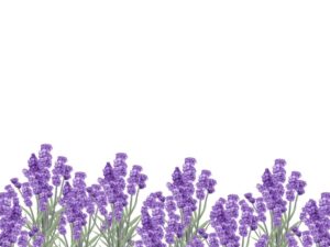 ラベンダーイラスト