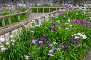 佐屋川創郷公園、花しょうぶ、6月夏の花、愛知県海部郡の観光・撮影スポットの画像と写真