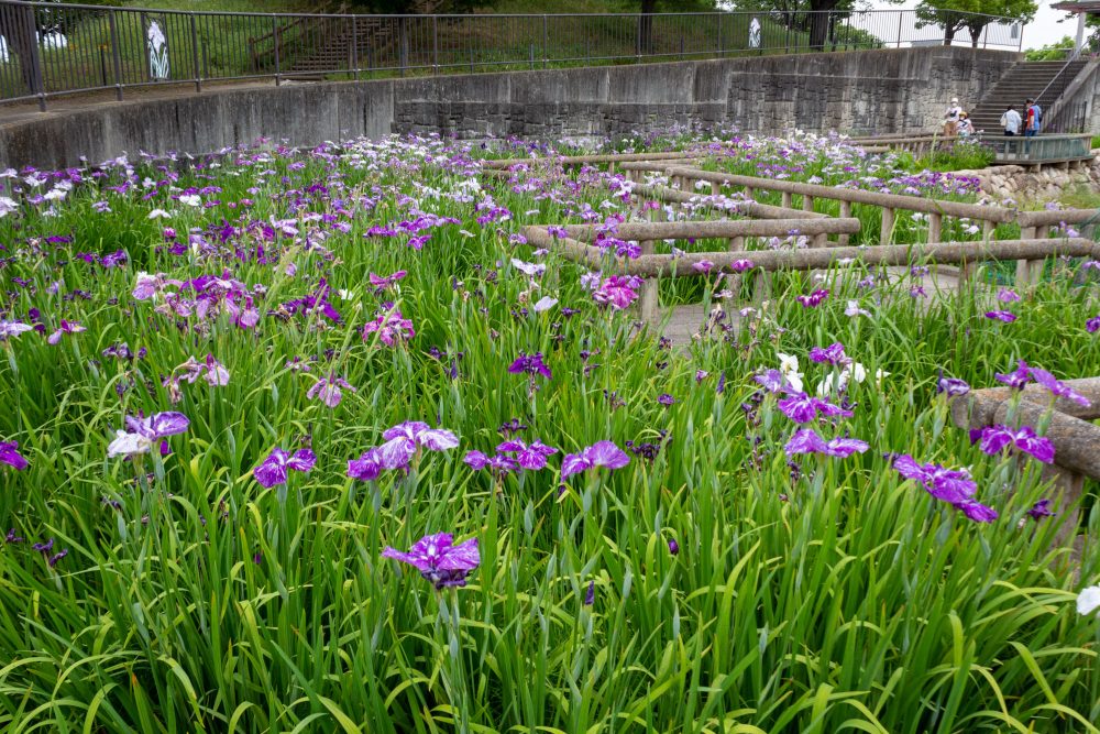 佐屋川創郷公園、花しょうぶ、6月夏の花、愛知県海部郡の観光・撮影スポットの画像と写真