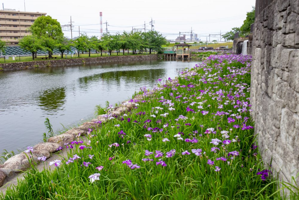 佐屋川創郷公園、花しょうぶ、6月夏の花、愛知県海部郡の観光・撮影スポットの画像と写真
