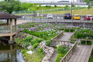 佐屋川創郷公園、花しょうぶ、6月夏の花、愛知県海部郡の観光・撮影スポットの画像と写真