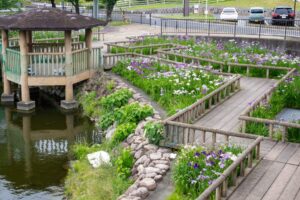 佐屋川創郷公園、花しょうぶ、6月夏の花、愛知県海部郡の観光・撮影スポットの画像と写真