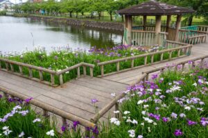 佐屋川創郷公園、花しょうぶ、6月夏の花、愛知県海部郡の観光・撮影スポットの画像と写真