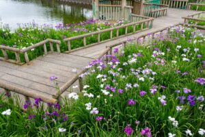 佐屋川創郷公園、花しょうぶ、6月夏の花、愛知県海部郡の観光・撮影スポットの画像と写真