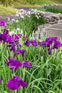 すいとぴあ江南　花しょうぶ　6月　夏の花　愛知県江南市の観光・撮影スポットの画像と写真