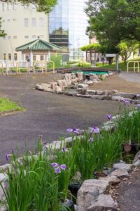 すいとぴあ江南　花しょうぶ　6月　夏の花　愛知県江南市の観光・撮影スポットの画像と写真