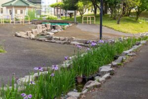 すいとぴあ江南　花しょうぶ　6月　夏の花　愛知県江南市の観光・撮影スポットの画像と写真