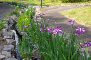 すいとぴあ江南　花しょうぶ　6月　夏の花　愛知県江南市の観光・撮影スポットの画像と写真