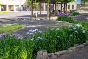 すいとぴあ江南　花しょうぶ　6月　夏の花　愛知県江南市の観光・撮影スポットの画像と写真