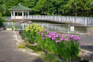 すいとぴあ江南　花しょうぶ　6月　夏の花　愛知県江南市の観光・撮影スポットの画像と写真