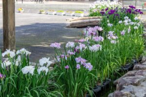 すいとぴあ江南　花しょうぶ　6月　夏の花　愛知県江南市の観光・撮影スポットの画像と写真