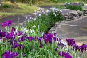 すいとぴあ江南　花しょうぶ　6月　夏の花　愛知県江南市の観光・撮影スポットの画像と写真