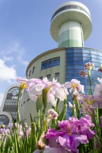 すいとぴあ江南　花しょうぶ　6月　夏の花　愛知県江南市の観光・撮影スポットの画像と写真