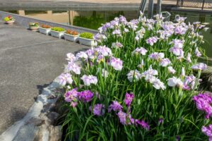 すいとぴあ江南　花しょうぶ　6月　夏の花　愛知県江南市の観光・撮影スポットの画像と写真