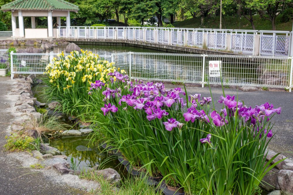 すいとぴあ江南　花しょうぶ　6月　夏の花　愛知県江南市の観光・撮影スポットの画像と写真