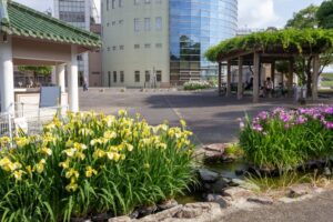すいとぴあ江南　花しょうぶ　6月　夏の花　愛知県江南市の観光・撮影スポットの画像と写真