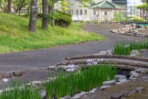 すいとぴあ江南　花しょうぶ　6月　夏の花　愛知県江南市の観光・撮影スポットの画像と写真