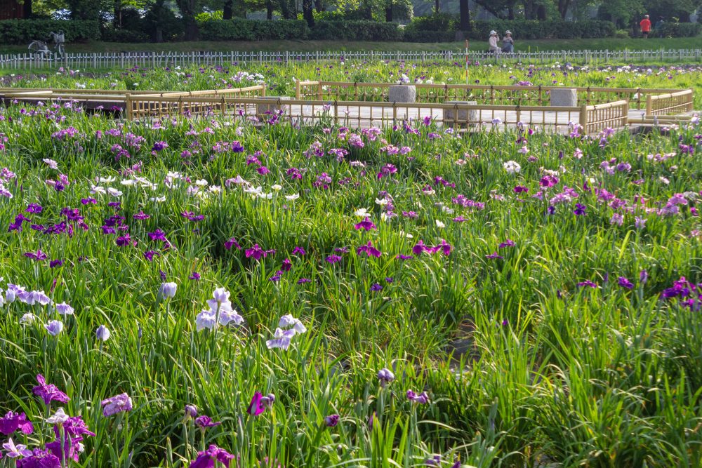庄内緑地公園、花しょうぶ、6月の夏の花、名古屋市西区の観光・撮影スポットの画像と写真