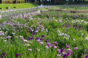 庄内緑地公園、花しょうぶ、6月の夏の花、名古屋市西区の観光・撮影スポットの画像と写真