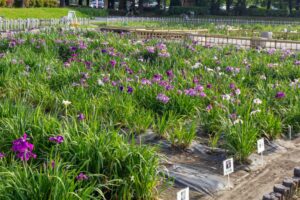 庄内緑地公園、花しょうぶ、6月の夏の花、名古屋市西区の観光・撮影スポットの画像と写真