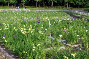 庄内緑地公園、花しょうぶ、6月の夏の花、名古屋市西区の観光・撮影スポットの画像と写真