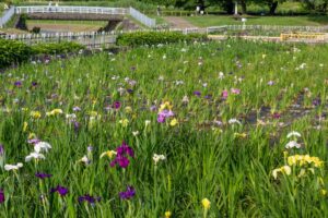 庄内緑地公園、花しょうぶ、6月の夏の花、名古屋市西区の観光・撮影スポットの画像と写真