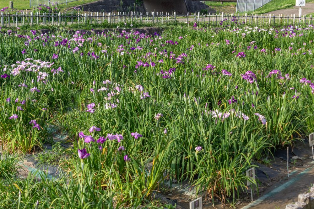 庄内緑地公園、花しょうぶ、6月の夏の花、名古屋市西区の観光・撮影スポットの画像と写真