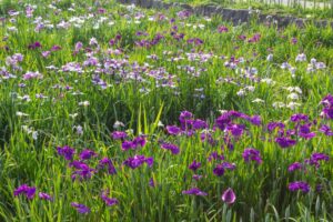 庄内緑地公園、花しょうぶ、6月の夏の花、名古屋市西区の観光・撮影スポットの画像と写真