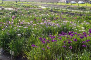 庄内緑地公園、花しょうぶ、6月の夏の花、名古屋市西区の観光・撮影スポットの画像と写真