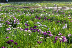 庄内緑地公園、花しょうぶ、6月の夏の花、名古屋市西区の観光・撮影スポットの画像と写真