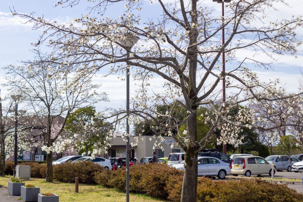 138タワーパーク、モクレン、3月の春の花、愛知県一宮市の観光・撮影スポットの名所