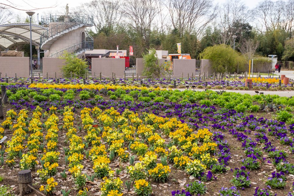 138タワーパーク、3月の春の花、愛知県一宮市の観光・撮影スポットの名所