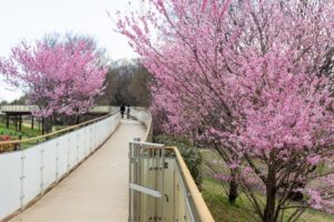 138タワーパーク、桜、3月の春の花、愛知県一宮市の観光・撮影スポットの名所