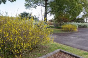 138タワーパーク、3月の春の花、愛知県一宮市の観光・撮影スポットの名所