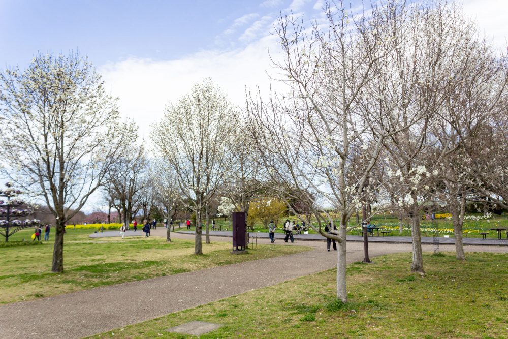 一宮市光明寺公園、モクレン、3月の春の花、愛知県一宮市の観光・撮影スポットの名所