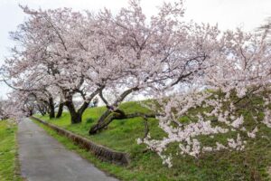 138タワーパーク、桜、3月の春の花、愛知県一宮市の観光・撮影スポットの名所