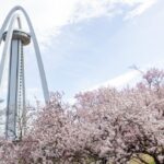 138タワーパーク、桜、3月の春の花、愛知県一宮市の観光・撮影スポットの名所