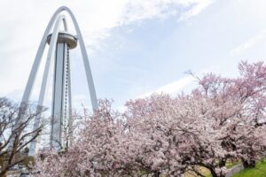 138タワーパーク、桜、3月の春の花、愛知県一宮市の観光・撮影スポットの名所