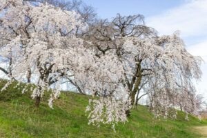 138タワーパーク、桜、3月の春の花、愛知県一宮市の観光・撮影スポットの名所