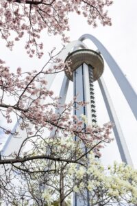 138タワーパーク、桜、3月の春の花、愛知県一宮市の観光・撮影スポットの名所