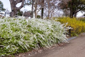138タワーパーク、3月の春の花、愛知県一宮市の観光・撮影スポットの名所