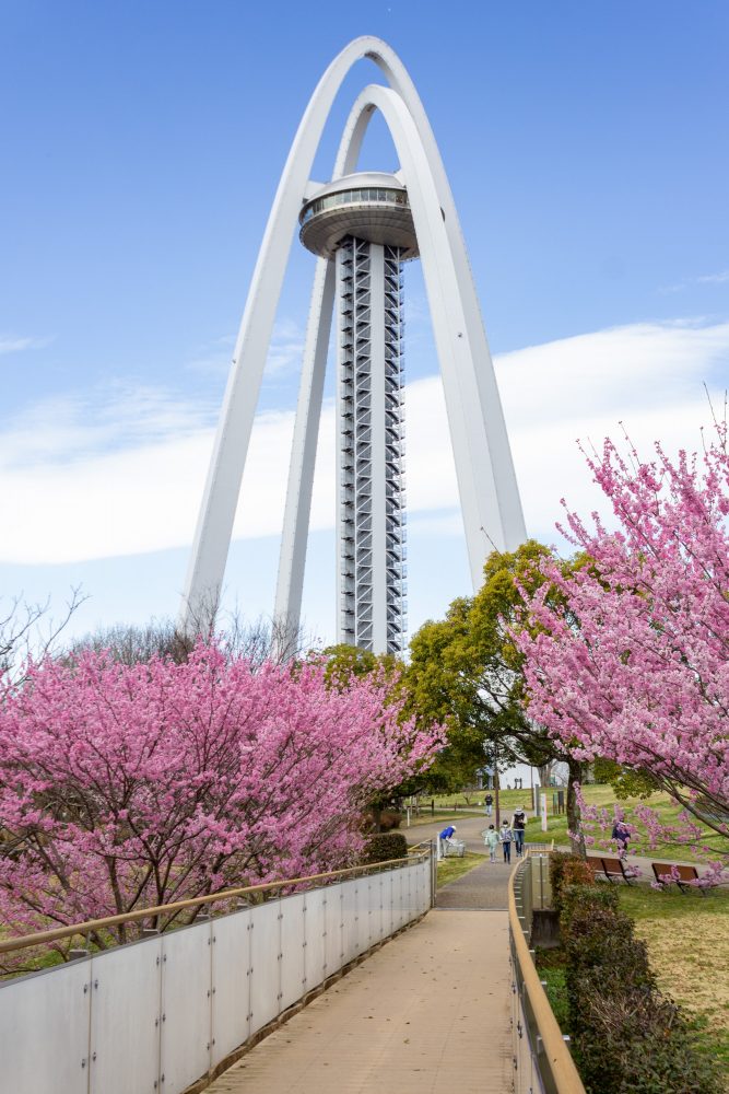 138タワーパーク、桜、3月の春の花、愛知県一宮市の観光・撮影スポットの名所